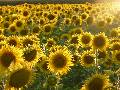 girasol
